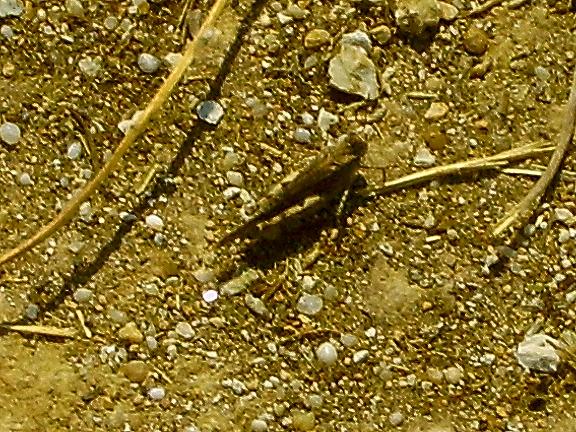 Cavalletta in spiaggia